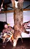 RobsHawgsheepcreekbuck190lbs.JPG