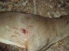 Deer Hunting 2010 005.jpg