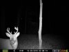 First trail cam buck.jpg