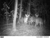 PICT0087_4Doe.jpg