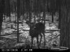 Fire_rd_10_Buck_093.jpg