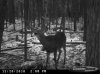 Fire_rd_10_Buck_094.jpg