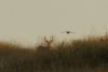 South_Dakota_Pheasant_White.jpg