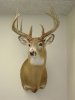 South_Dakota_Whitetail162.jpg