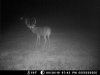 SouthDakotadeer2010.jpg