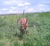 South-Dakota-Whitetail-6x5V.jpg