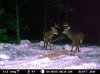 jan 1st deer 2010 050.jpg