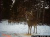 jan11buck 183.jpg