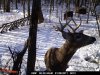 same deer (Large).jpg