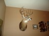 BUCK MOUNT 007.jpg