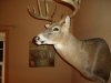 BUCK MOUNT 013.jpg