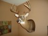 BUCK MOUNT 014.jpg