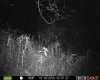 102013picbigdeer.jpg