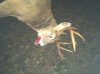 deer1.jpg