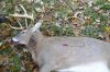 Deer November 7 2013 039-1.jpg