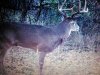 deer.jpg