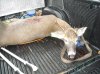 2013 deer kill 003.jpg