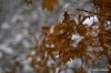 _MG_8268.jpg