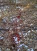 bloodtrail2013.jpg