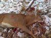 buck2013.jpg