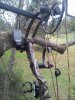tree1.jpg
