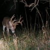 06abrowbukresizetrailcam.jpg
