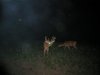 10pt.jpg