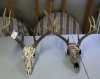 skull1.jpg