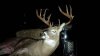 monster buck.jpg