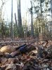 buck 13.jpg