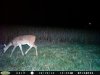 Fawn (12).jpg