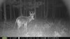 11-14 Rut Spot (2).jpg