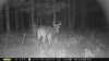 11-14 Rut Spot (3).jpg