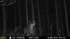 First Buck on Camera.jpg