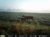 Doe and Fawn (2).jpg