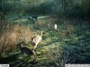 trail cams 438.jpg
