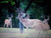 deer 181.jpg