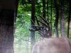 deer 355.jpg