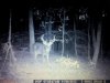 deer 581.jpg