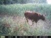 Moo (1).jpg