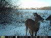 Doe (7).jpg