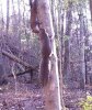 squirrels kissing.jpg