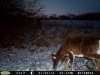 Doe (14).jpg
