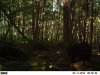 Bear 7-11 (9).jpg
