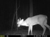 deer JAN4.jpg