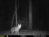 coyote DEC11.jpg