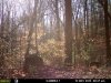 2deer NOV13.jpg