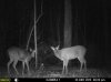 2deer1coon DEC23.jpg