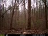 squirrels DEC.jpg