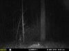rabbit DEC15.jpg
